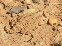 A well camouflaged horny toad